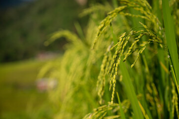 Fototapeta na wymiar close-up ripe rice at the field in the evening.