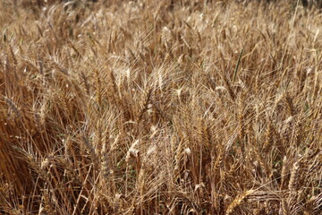 wheat field