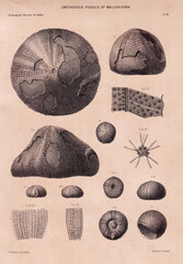 fossil image illustration from old book  © budi
