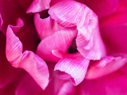 Unfocused abstract pink floral background. Blurred petals of a purple bright flower. Floral decor for presentation of natural cosmetics or perfume. Macro view. Close up of vivid fuchsia color tulip.