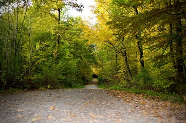 breite Strasse durch herbstlichen Wald 
