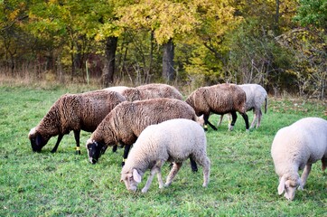 braune und weisse Schafe auf einer weise im herbst