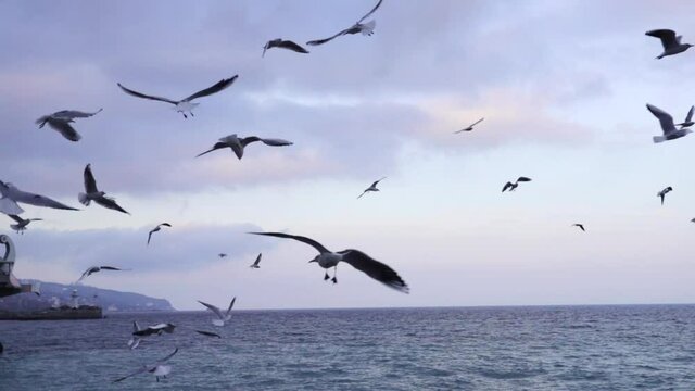 A flock of seagulls fly over the blue ocean, freedom concept