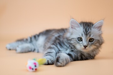 Siberian cat on colored backgrounds