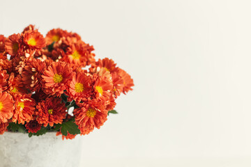 Beautiful autumn bouquet  of a chrysanthemum flowers in a vintage pot on a white background.