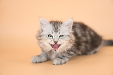 Siberian cat on colored backgrounds