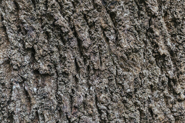 Dark wooden texture or background.