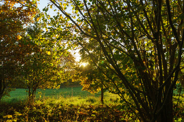 Magnificent view of bushes in autumn against the light
