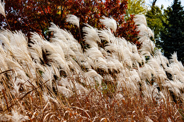 White feather grass sways in the autumn wind