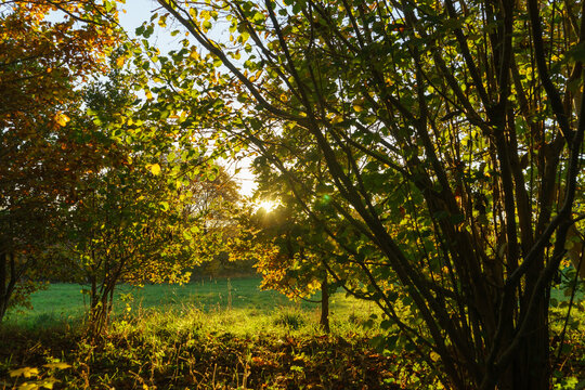 Magnificent view of bushes in autumn against the light © reliant_de