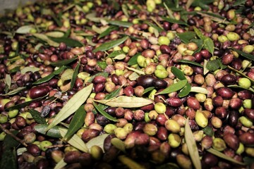 Harvested olives on the press hopper of olive oil mill located in the outskirts of Athens in Attica, Greece.