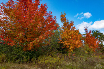 Naklejka premium Three beautiful, red-orange, autumn maples