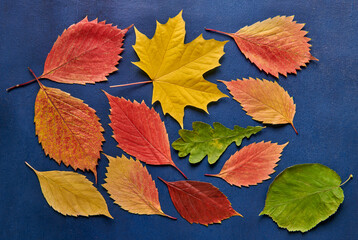 Collection of autumn leaves on blue background