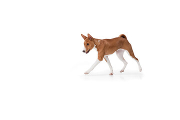 Basenji young dog is posing. Cute playful brown white doggy or pet playing on white studio background. Concept of motion, action, movement, pets love. Looks delighted, funny. Copyspace for ad.