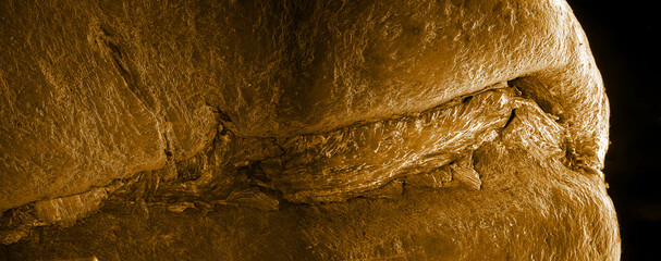 Coffee bean, scanning electron microscopy