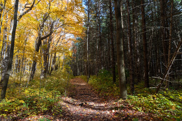  The trail between the maple forest and pine forest