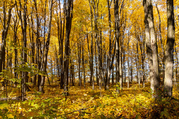 Obraz premium Golden forest on a warm October day