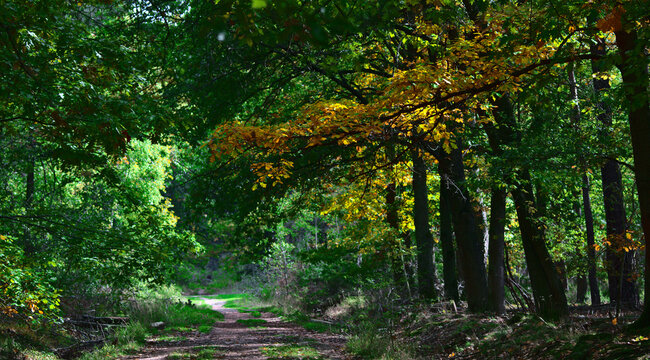route forestière n automne © - Erick M - 