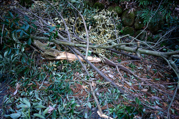 自然災害で折れた木