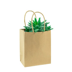 Cactus or succulent in an eco paper bag isolated on white. Environment friendly mock up. Florist sale or shopping. Greenery