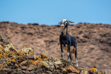 Cabras majoreras tipicas de Fuerteventura en el sendero de Camino Natural de Fuerteventura GR 131de...