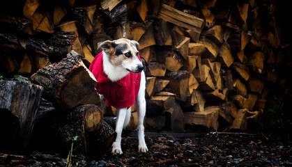 mongrel dog in clothes looking