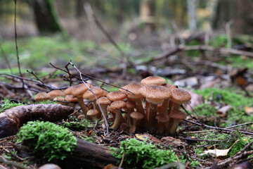 Autumn mushrooms grow in the forest on a stump