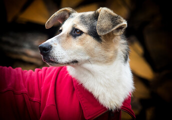 mongrel dog in clothes looking