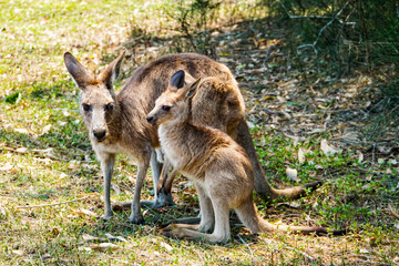 Naklejka na ściany i meble Känguru Kind mit Mutter in Australien