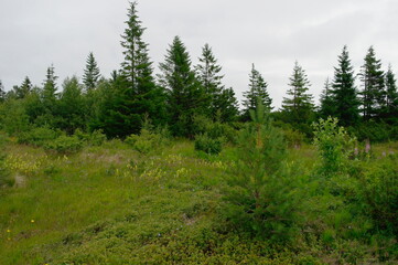 
coniferous forest in the North in summer