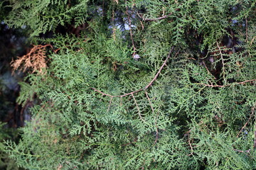 Background of thuja green branches