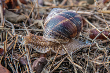Grape snail on dry leaves