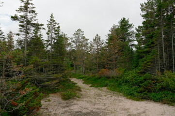 Fototapeta na wymiar coniferous forest in the North in summer