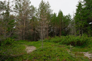 Obraz premium coniferous forest in the North in summer
