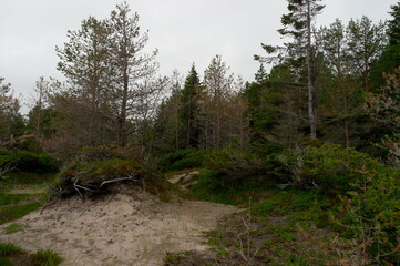 Fototapeta na wymiar coniferous forest in the North in summer