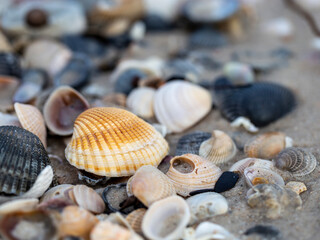 Seashells on Florida beach