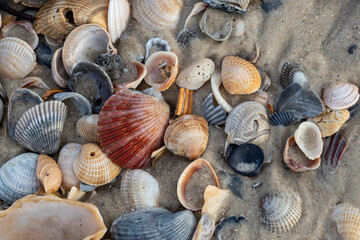 Seashells on Florida beach