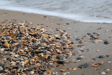 Seashells on Florida beach