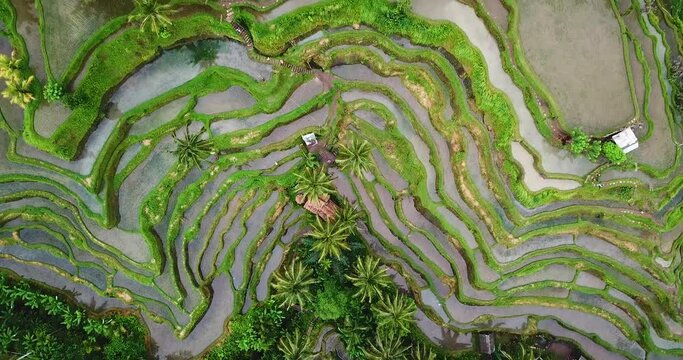 Rice fields in Ubud, Bali.