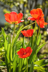 Obraz premium red and yellow tulips