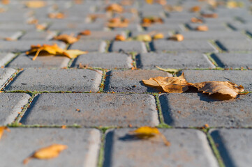 Fototapeta premium Fallen leaves on paving slabs in autumn