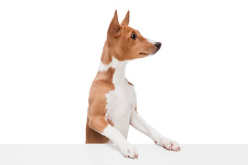 Basenji young dog is posing. Cute playful brown white doggy or pet playing on white studio background. Concept of motion, action, movement, pets love. Looks delighted, funny. Copyspace for ad.