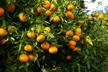 Ripe juicy tangerines on tree at plantation