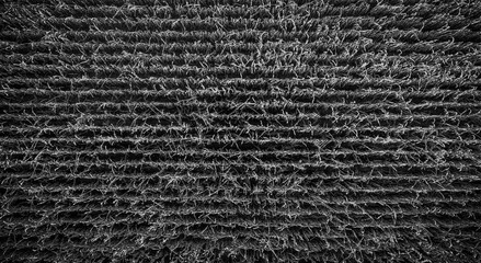 Background of Corn field aerial view