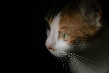 primer plano de cara y cabeza de gato de tres colores con fondo negro