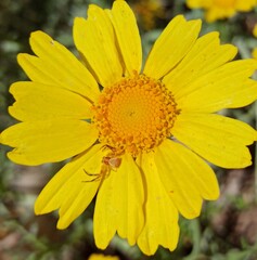 yellow daisy flower