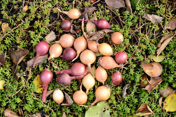 Many onion bulbs lie on the green autumn grass with showers.  Planting material for onion sets.