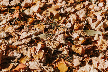 Pattern of dry yellow leaves lying on the ground