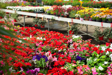 Fototapeta na wymiar View of different bloomy flowers begonia growing in greenhouse. High quality photo