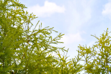 Green leaves and sky Nature background